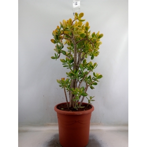 Crassula ovata 'Sunset'