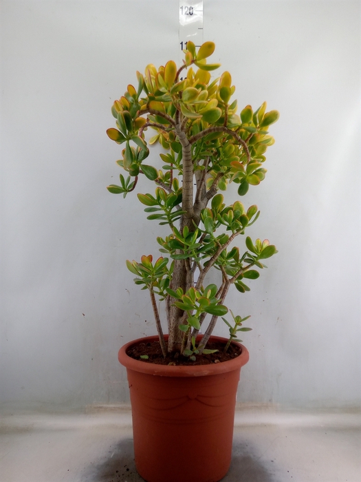 <h4>Crassula ovata 'Sunset'</h4>