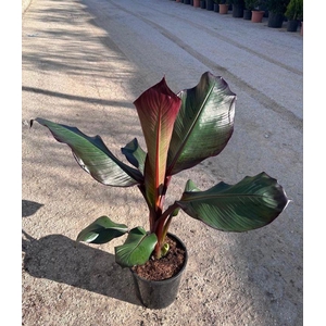 ENSETE VENT MAURELII