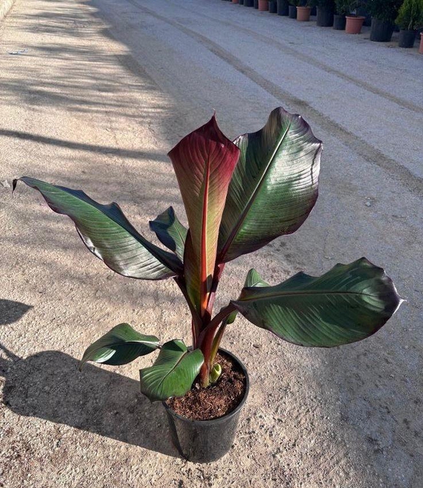 <h4>Ensete Vent Maurelii</h4>
