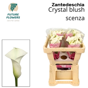 Zant Crystal Blush Scenza