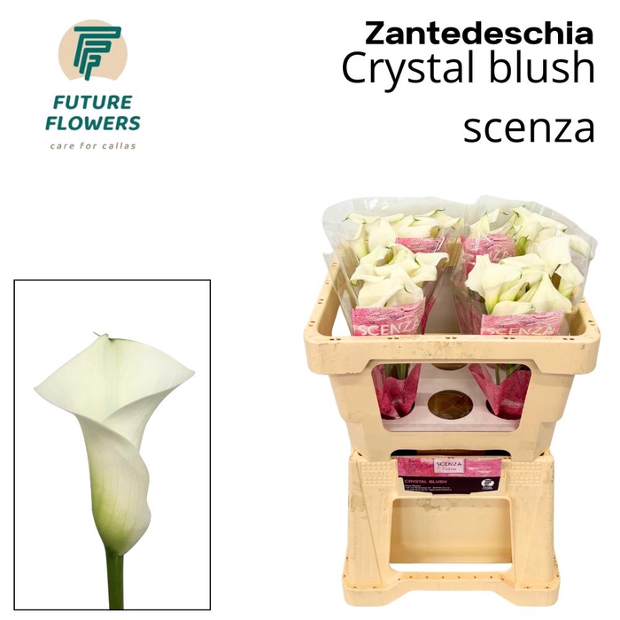 <h4>Zant Crystal Blush Scenza</h4>