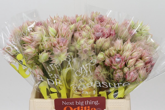 <h4>Blushing Bride Ayoba Satin Star</h4>