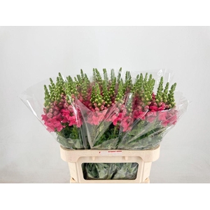 Antirrhinum Potomac Cherry Pink