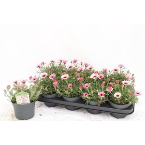 RHODAN H ZAGORA PINK