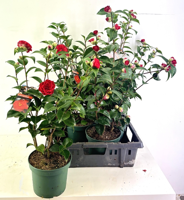 <h4>CAME JAPONICA</h4>