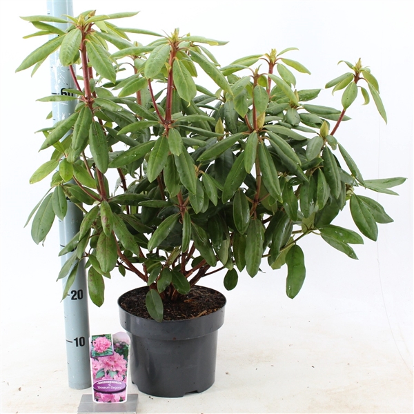 <h4>Rhododendron 'Roseum Elegans'</h4>