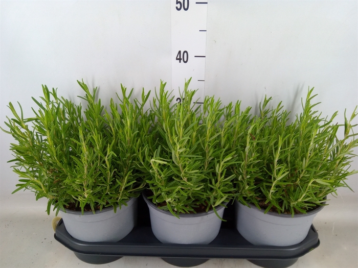 <h4>Rosmarinus officinalis   ...</h4>