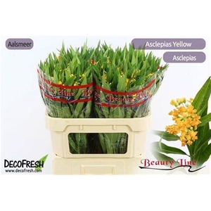 Ascl Incarnata Yellow
