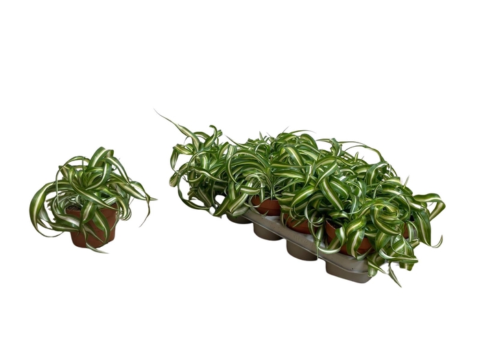 <h4>CHLOR COM BONNIE</h4>