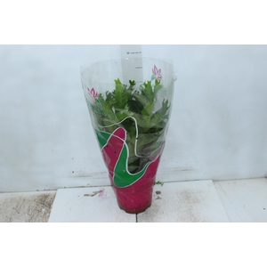 ASPLENIUM CRISSIE P19