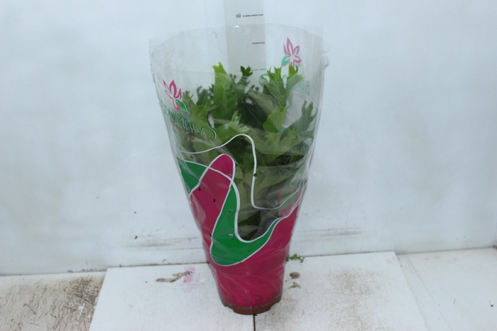 <h4>ASPLENIUM CRISSIE P19</h4>