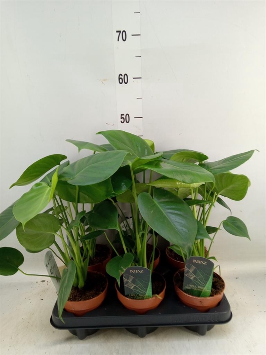 <h4>Monstera delic.</h4>