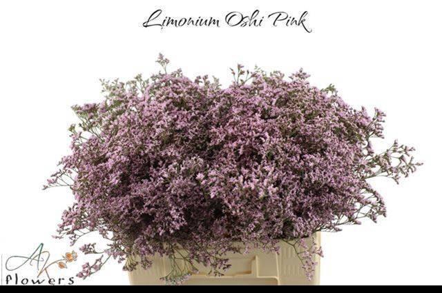 <h4>LIM SAF OSHI PINK</h4>