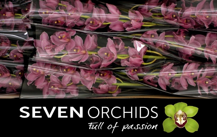 <h4>CYMB T SUMMER HEAT</h4>