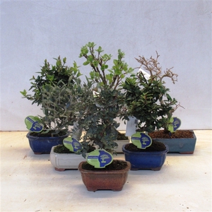 Mix outdoor mediterranea