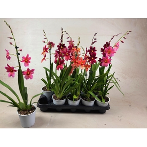 Cambria Nelly Mix 1tak