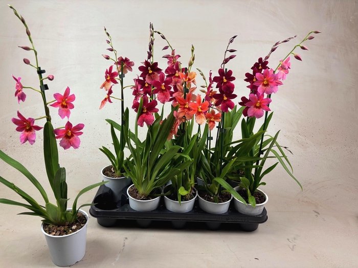 <h4>Cambria Nelly Mix 1tak</h4>