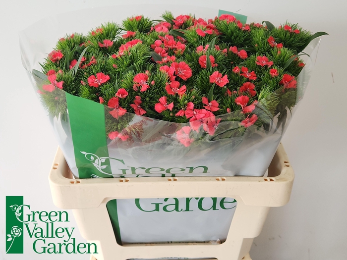 <h4>Di Barb S Will Coral</h4>