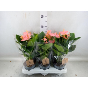 Anthurium andr. 'Spirit'