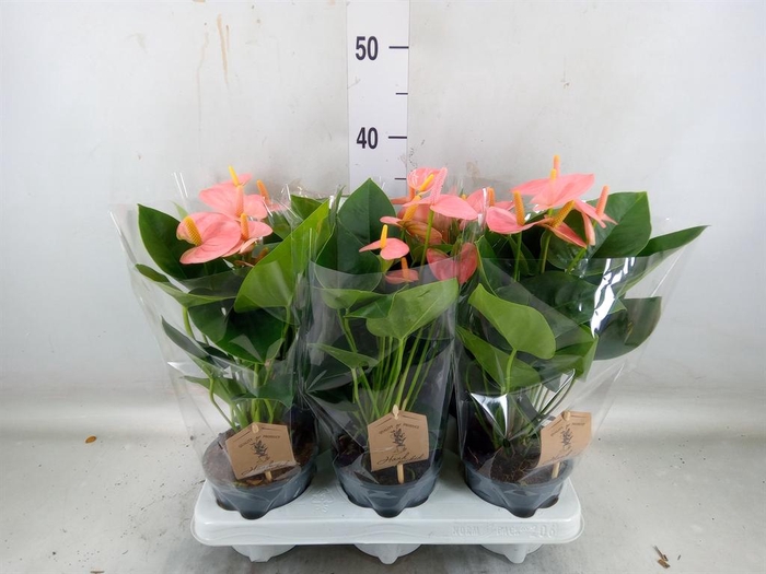 <h4>Anthurium andr. 'Spirit'</h4>