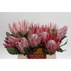 Protea Cynaroides
