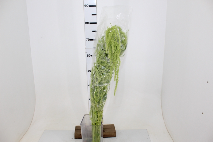 AMARANTHUS VERDE 070 CM VERDE