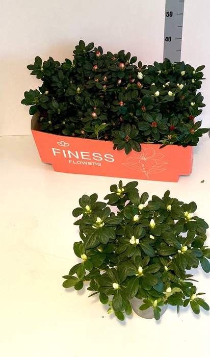 <h4>RHODO SI GEM 3 SRT</h4>