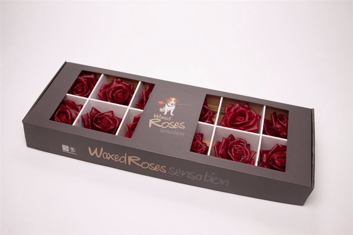 Zijde Wax-Rozen Zijde Wax  Bordeaux
