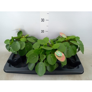 Pilea peperomioides