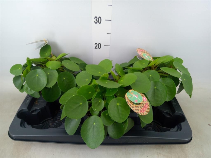 <h4>Pilea peperomioides</h4>