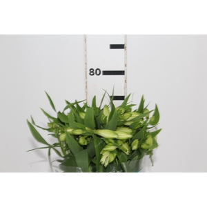 ALSTROEMERIA AKEMI 080 CM
