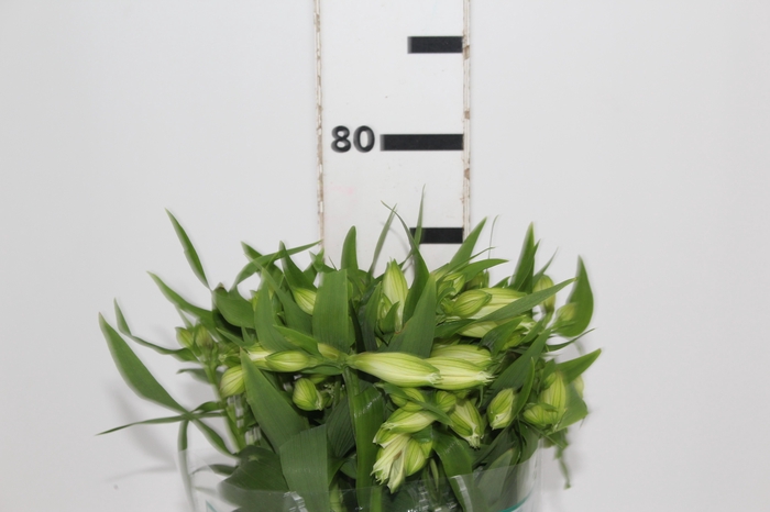 <h4>ALSTROEMERIA AKEMI 080 CM</h4>
