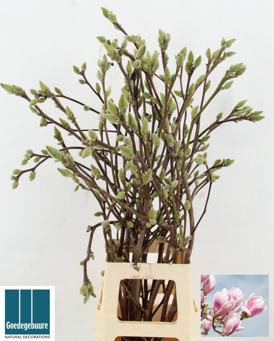 <h4>MAGNOLIA OV</h4>