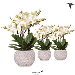 Kolibri Orchids Phalaenopsis Lausanne in Marrakesh gold-copper