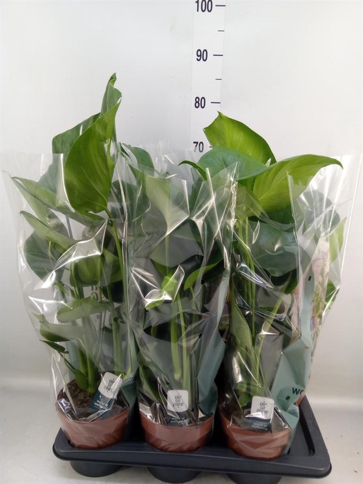 <h4>Monstera delic.</h4>