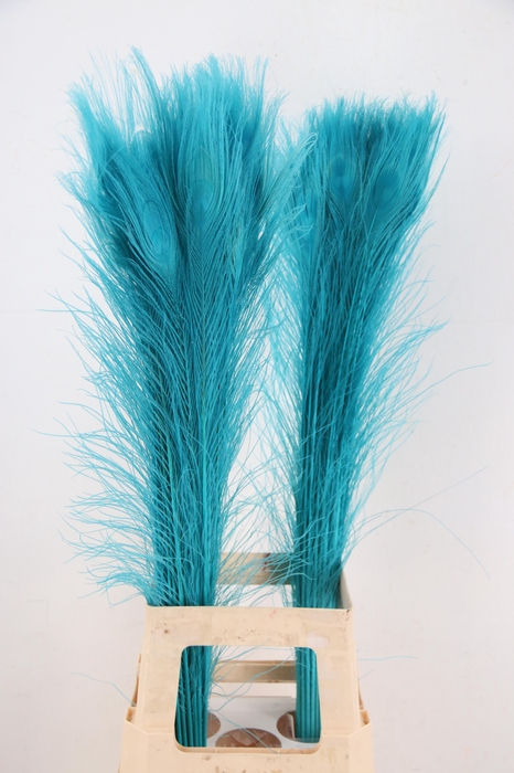 <h4>Feather Peacock Blue 90cm</h4>