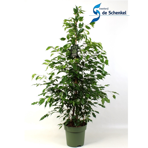 <h4>FICUS benjamina Exotica</h4>