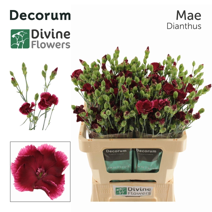 <h4>Dianthus TR 'Solomio Mae'</h4>