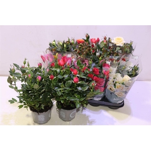 arr8 Ro Kordana Gem 5 Srt