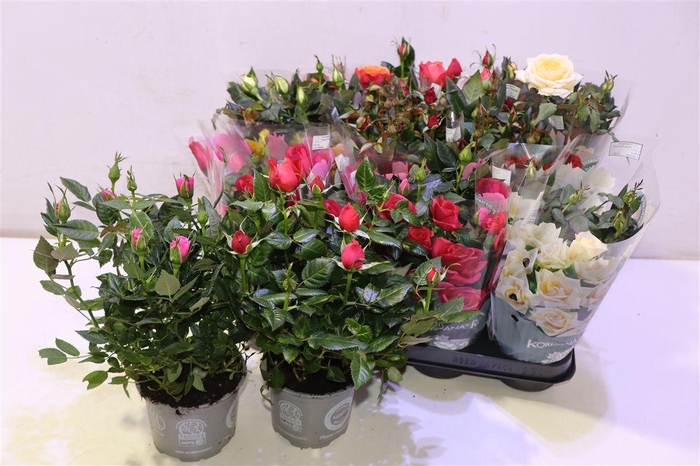 <h4>arr8 Ro Kordana Gem 5 Srt</h4>