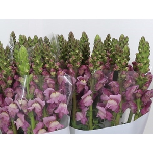 ANTHIRRINUM POTOMAC LAVENDER