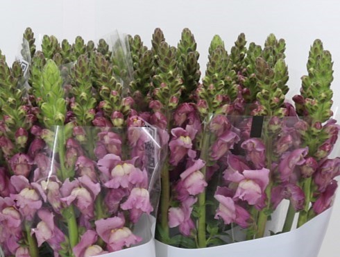 <h4>ANTHIRRINUM POTOMAC LAVENDER</h4>