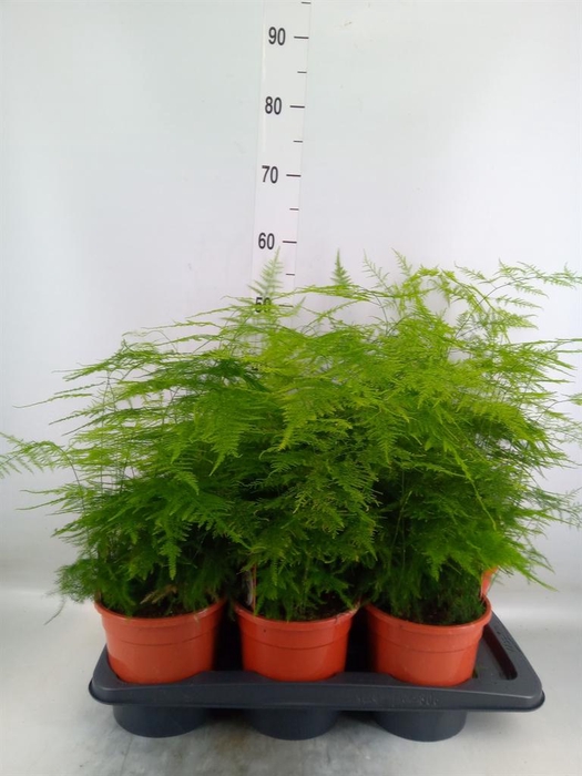 <h4>Asparagus setaceus</h4>