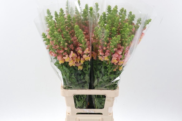 <h4>Antir Poto Salmon</h4>