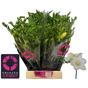 Freesia enk Ambiance