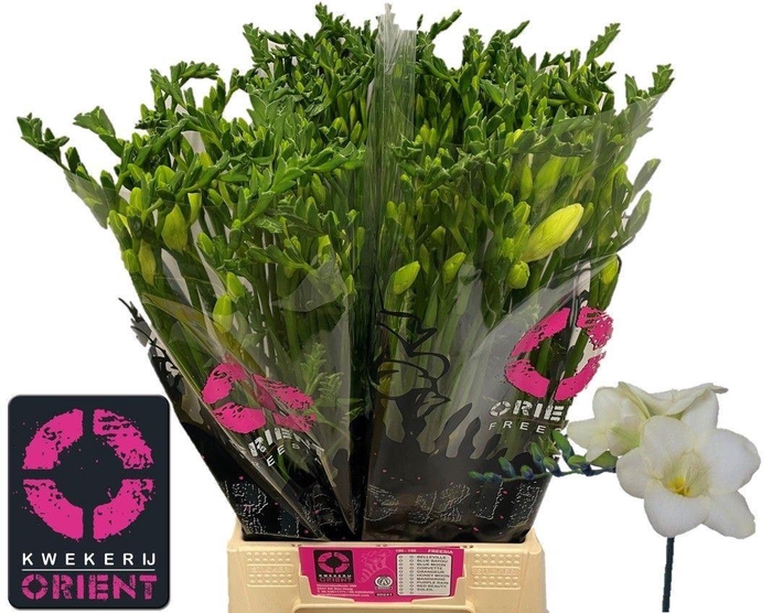 <h4>Freesia enk Ambiance</h4>