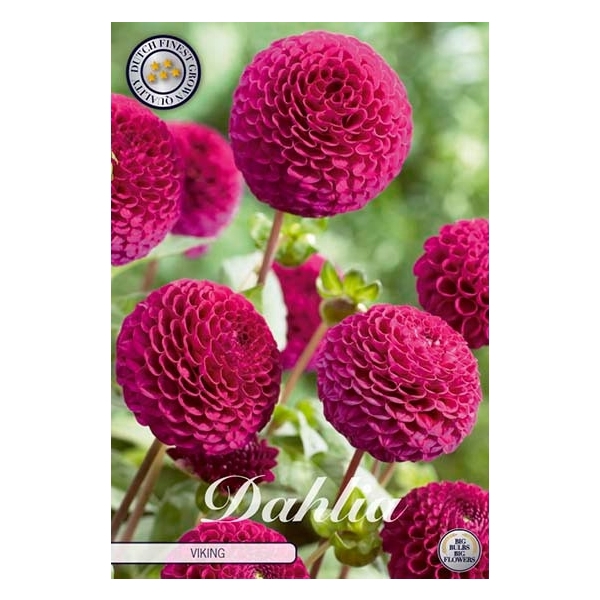 <h4>Dahlia Viking x1</h4>