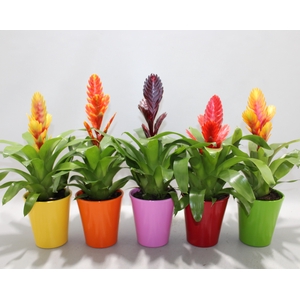 Vriesea Sensation 10.5cm Coco (Met Hoes)