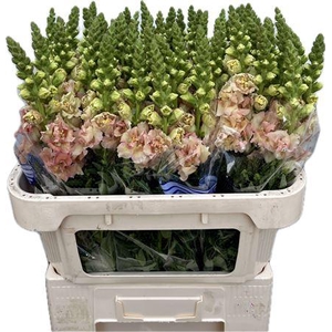 Antirrhinum Double Apricot